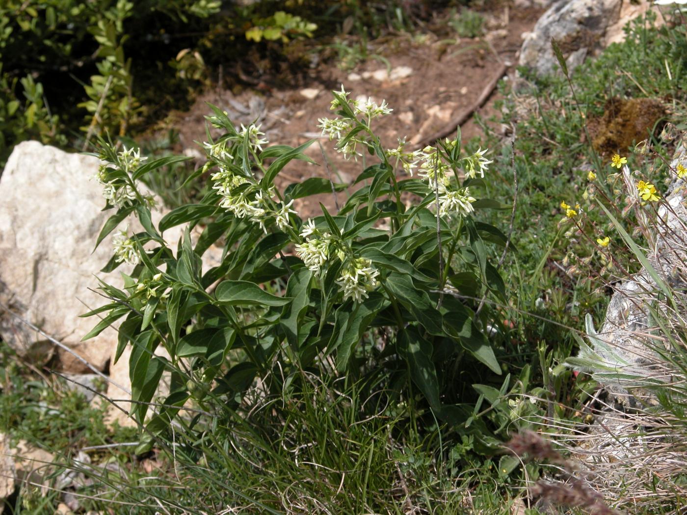 Swallow-wort plant